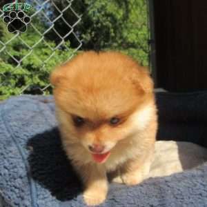 Kodak Bear, Pomeranian Puppy